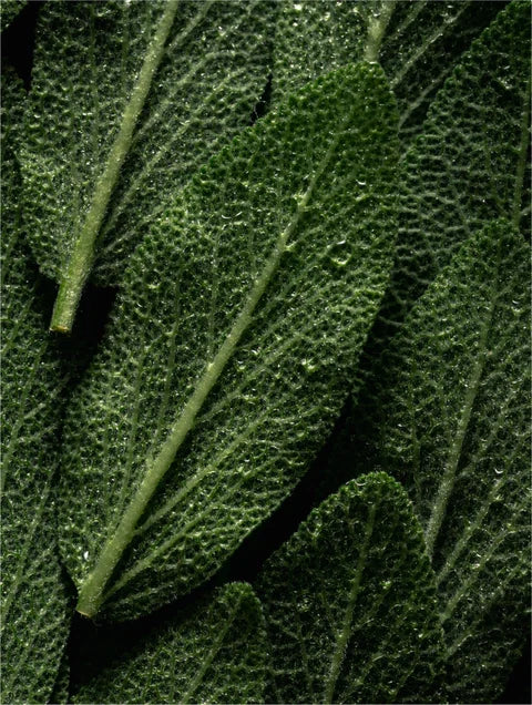 Close-up of green rosemary leaves representing Deep Cleanse Scalp Scrub with Keratin & Rosemary Oil by Eclat Soin