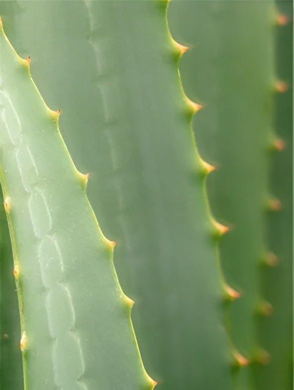 Eclat Soin Soothing After-Sun Lotion enriched with aloe vera for skin hydration and relief